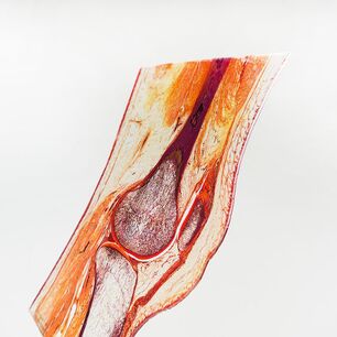 Realistischer, detailgetreuer Digitaldruck auf Acrylglas für Bildungseinrichtungen, präzise im Konturzuschnitt mit der eurolaser Laserschneidmaschine gefertigt